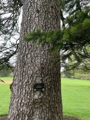 Abies cilicica