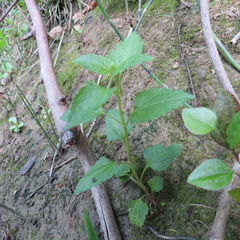 Conoclinium coelestinum