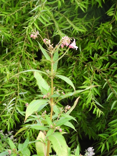 Himalayan balsam