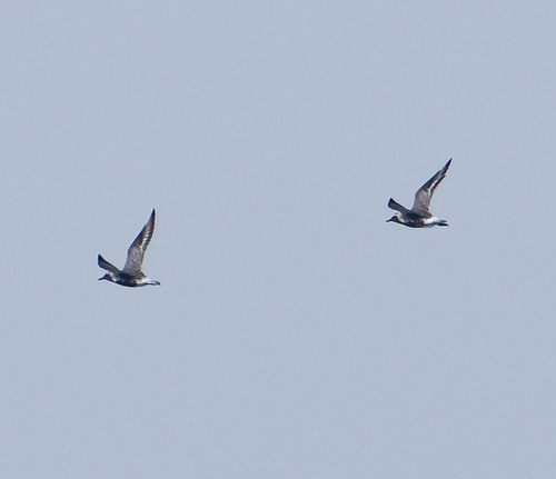 iNaturalist image