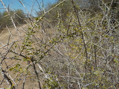 Lycium berlandieri