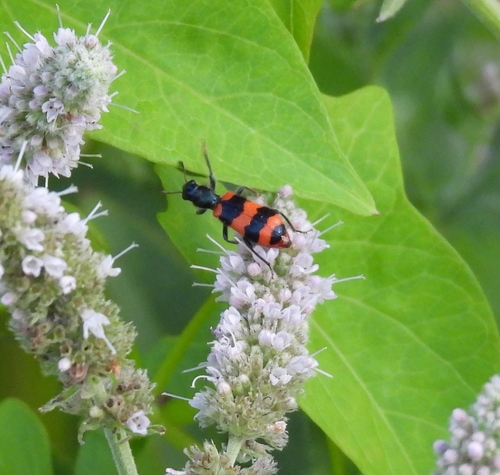Bee-eating Beetle