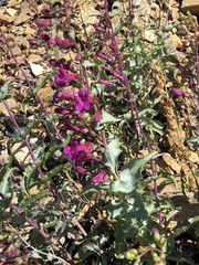 Penstemon clevelandii