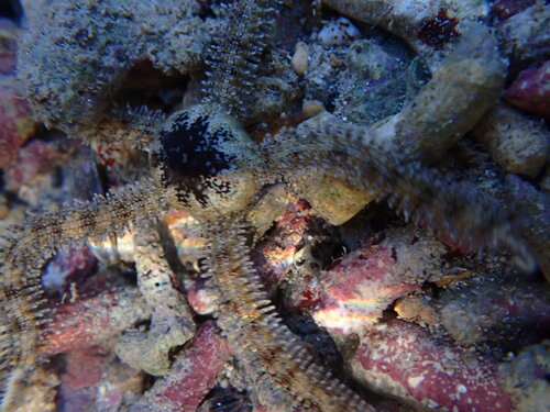 Ophiomastix elegans observed 2026-07-24