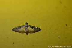 Cotachena histricalis