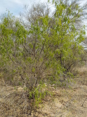 Prosopis glandulosa