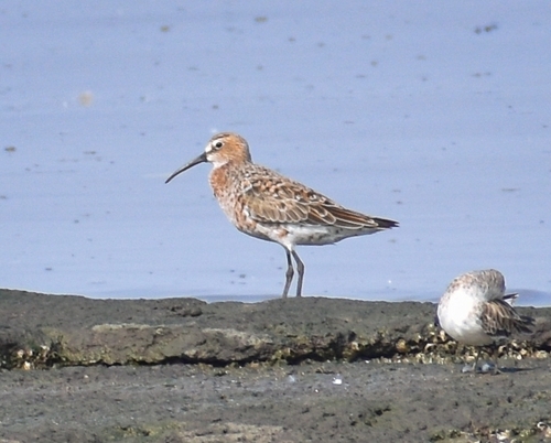 iNaturalist image