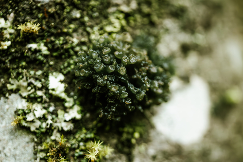 Enchylium tenax