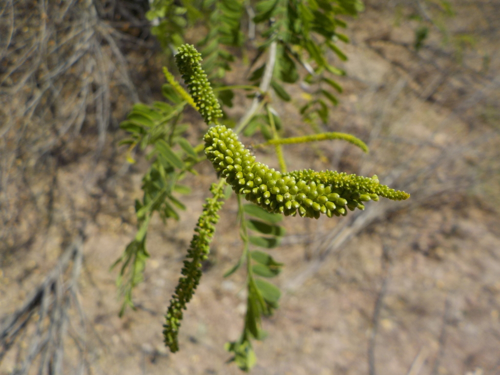 Prosopis yaquiana R.A.Palacios 2