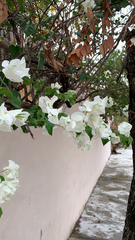 Bougainvillea