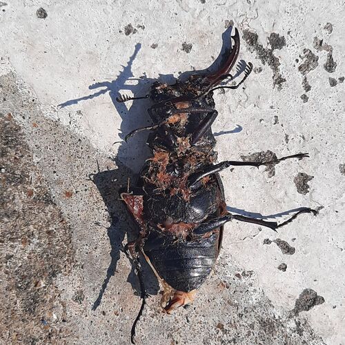 Lucanus cervus turcicus