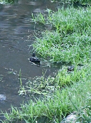 iNaturalist image