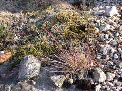 Agrostis mertensii
