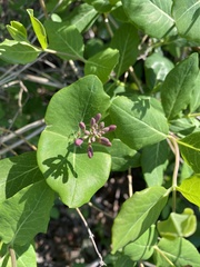Lonicera dioica
