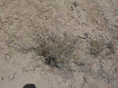 Bebbia juncea