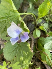 Lonicera dioica