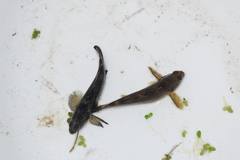 Gobiomorphus cotidianus