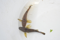 Gobiomorphus cotidianus