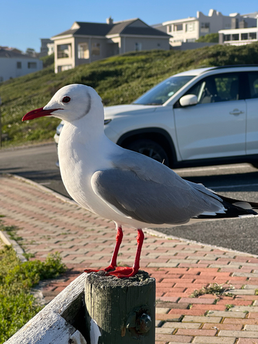 iNaturalist: (c) janet_taylor, some rights reserved (CC BY-NC), uploaded by janet_taylor iNaturalist image