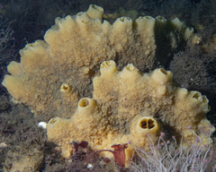 Halichondria sitiens