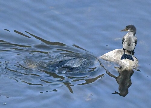 iNaturalist: (c) Kurt Hennige, some rights reserved (CC BY-NC), uploaded by Kurt Hennige iNaturalist image