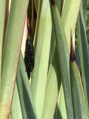Scyphophorus yuccae