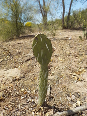 Opuntia