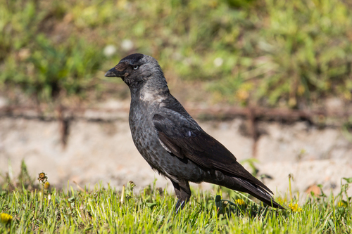 Eurasian Jackdaw