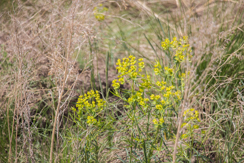 slender leafy spurge