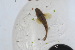 Gobiomorphus cotidianus