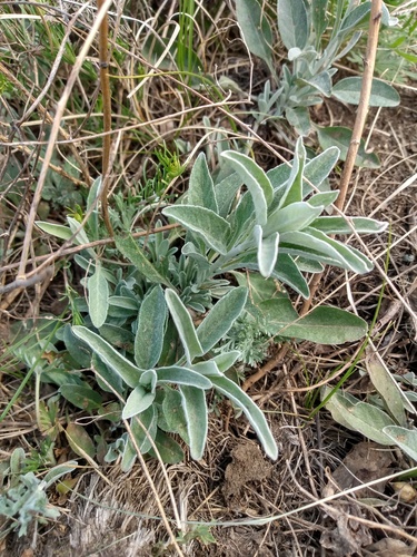 Spike Speedwell
