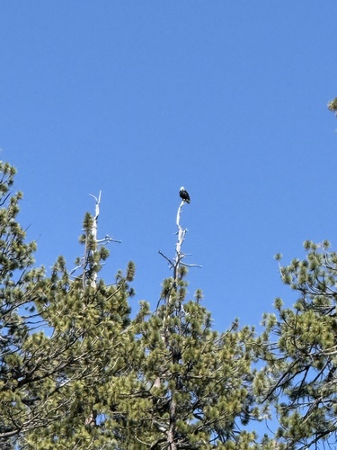 iNaturalist observation photo of Bald Eagle