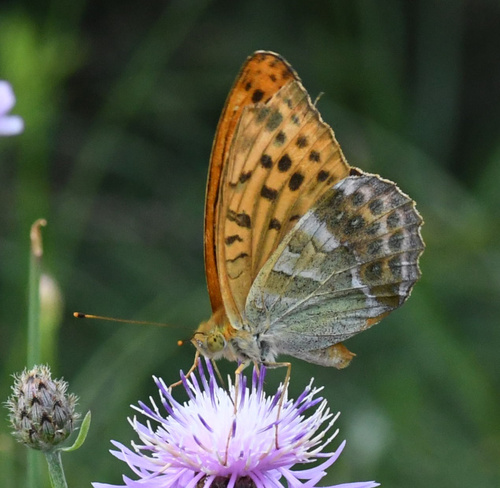 Silver-washed Fritillary