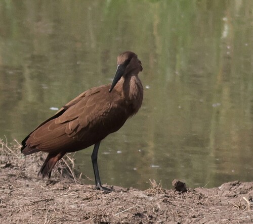 iNaturalist: (c) pilgrim123, some rights reserved (CC BY-NC), uploaded by pilgrim123 iNaturalist image