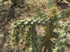 Cylindropuntia fulgida