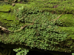 Symphyogyna hymenophyllum