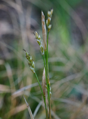Carex alba
