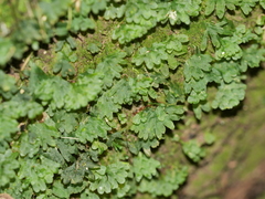 Symphyogyna hymenophyllum