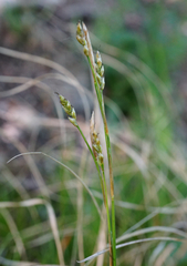 Carex alba