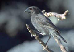 Geospiza conirostris