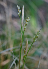 Carex alba