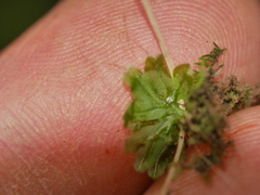 Symphyogyna hymenophyllum