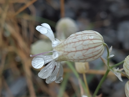 bladder campion