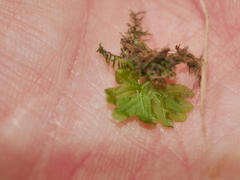 Symphyogyna hymenophyllum
