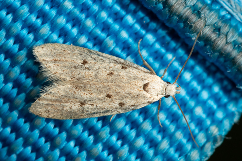 Symmoca caliginella