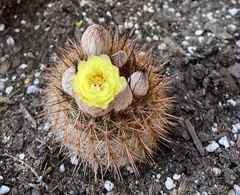Parodia
