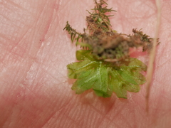 Symphyogyna hymenophyllum