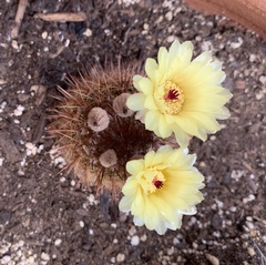 Parodia