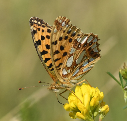 Queen of Spain Fritillary