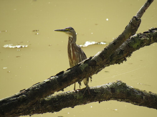 iNaturalist image